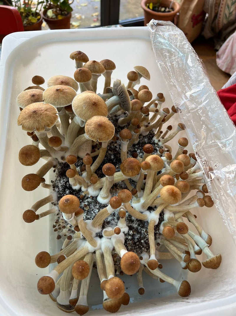 Harvest and Enjoy